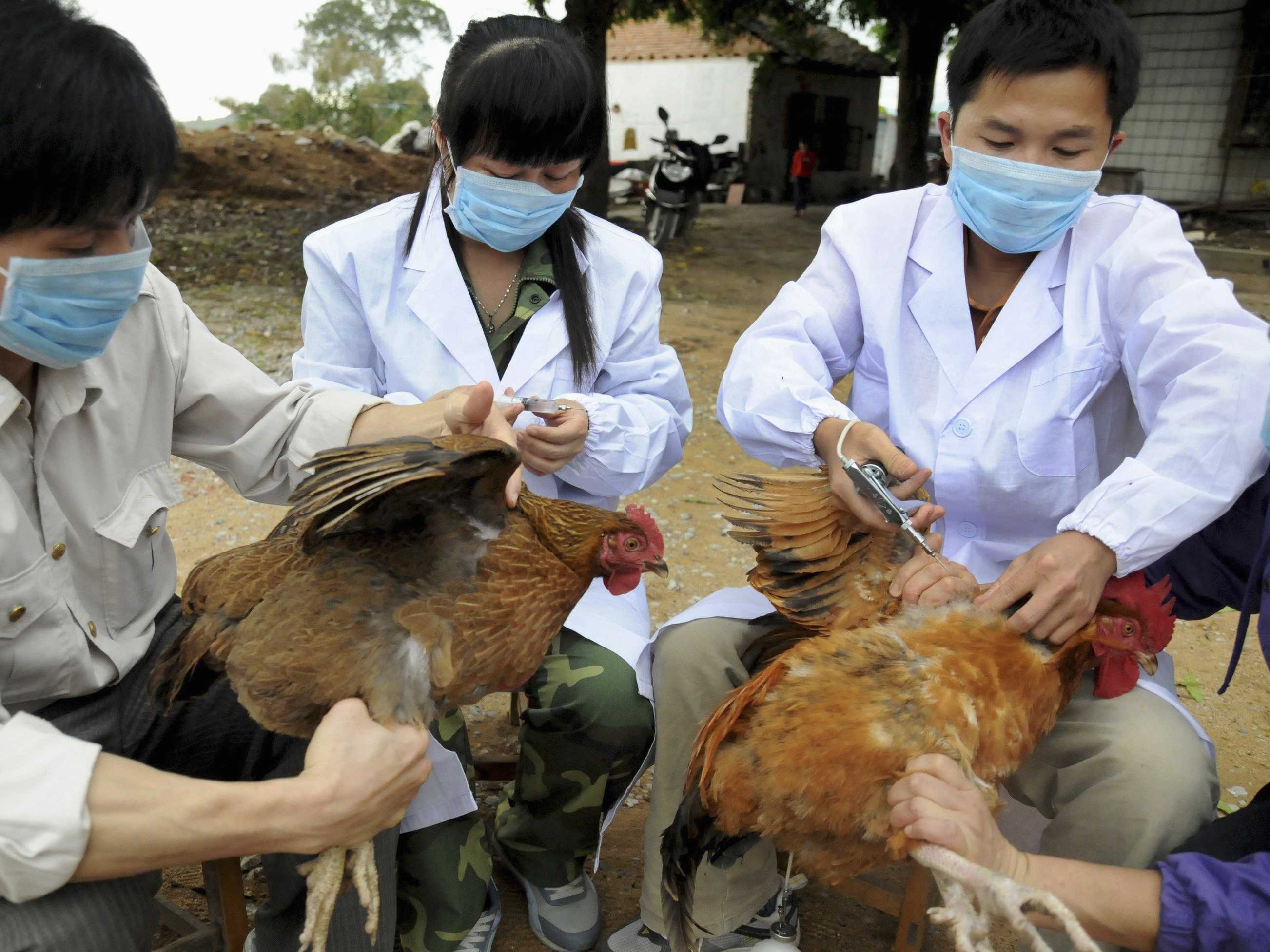 chinas-bird-flu-problem-is-getting-worse